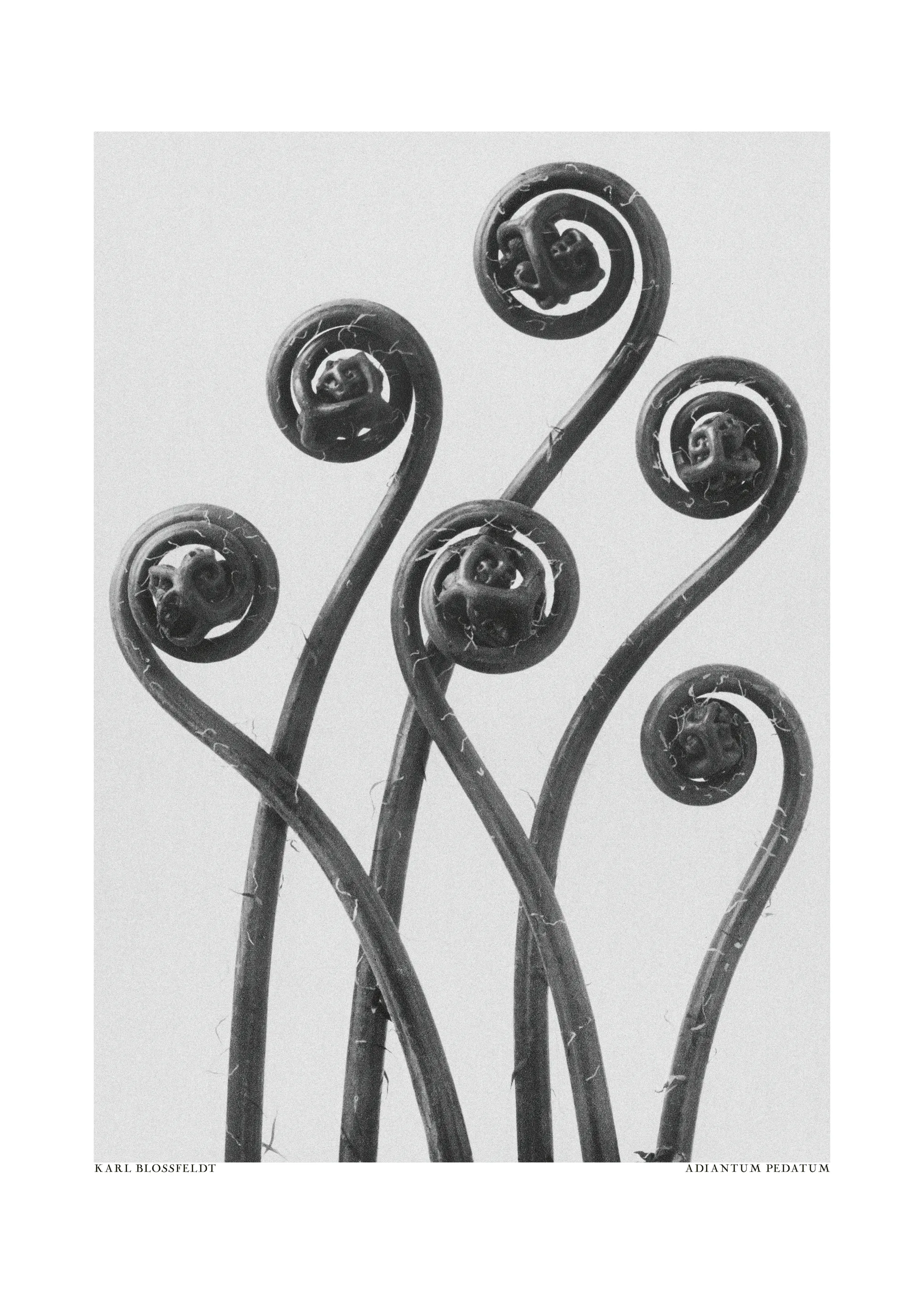 Fiddlehead Ferns Poster 0