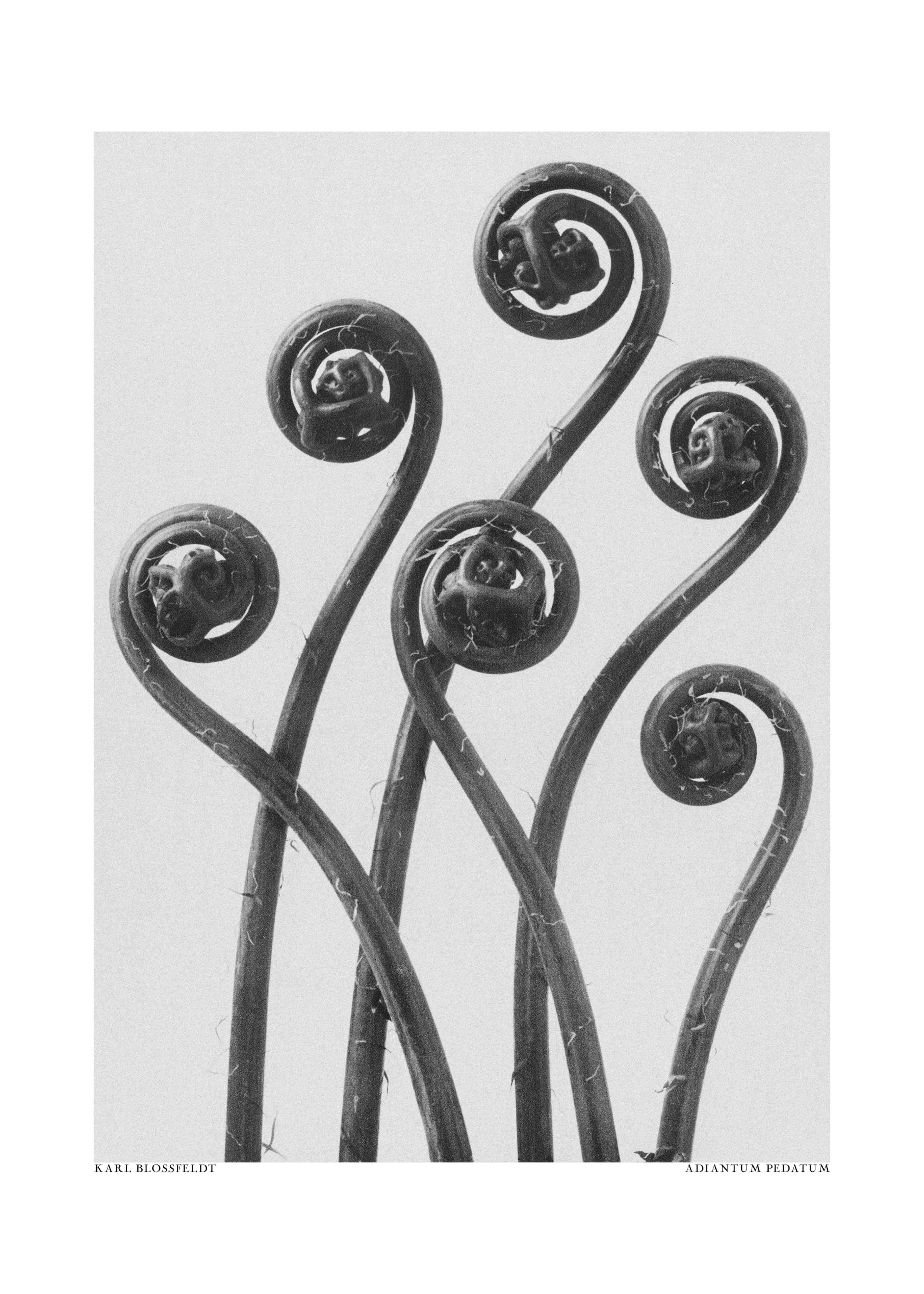 Fiddlehead Ferns Poster 0