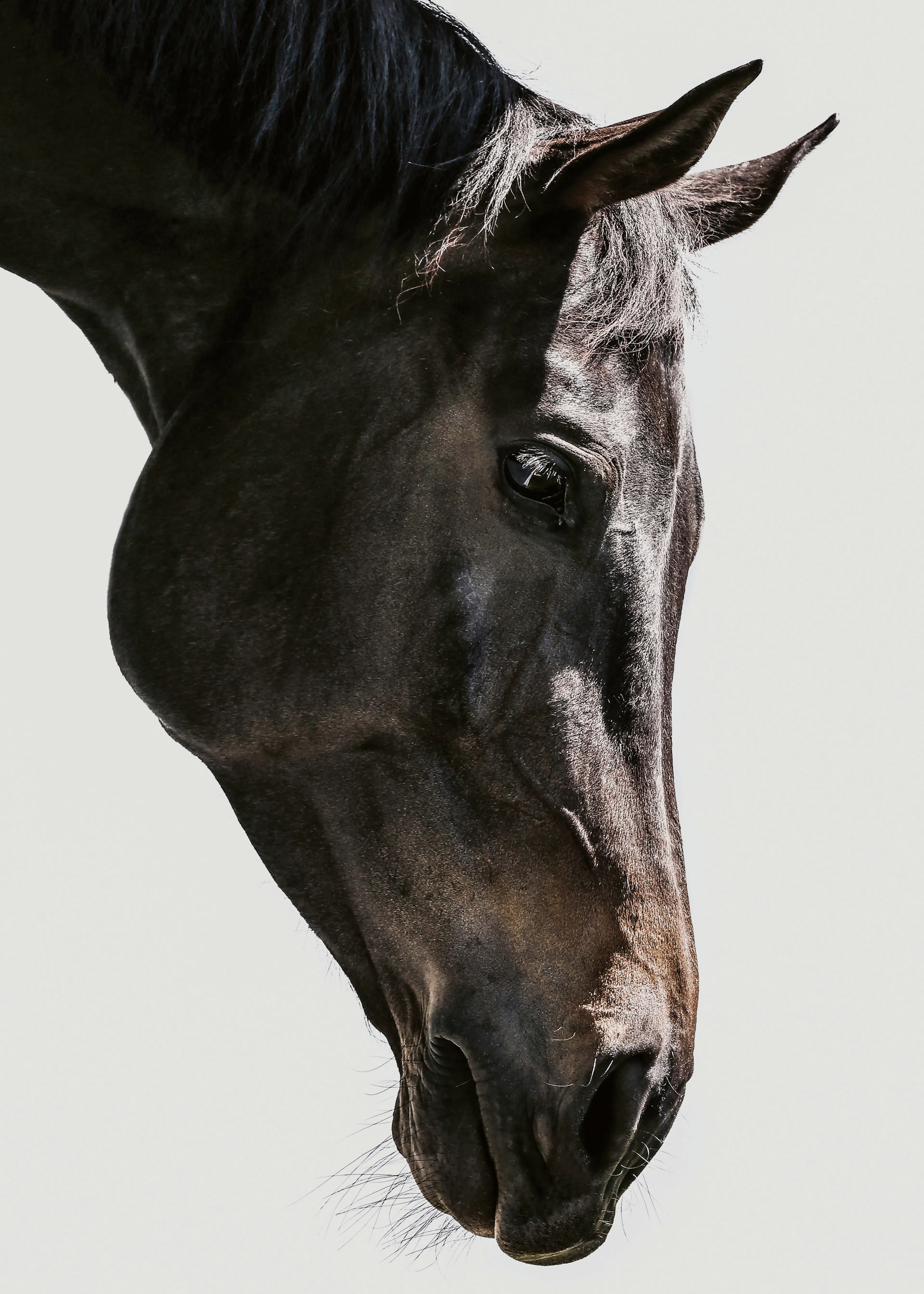 Black Elegant Horse Poster 0