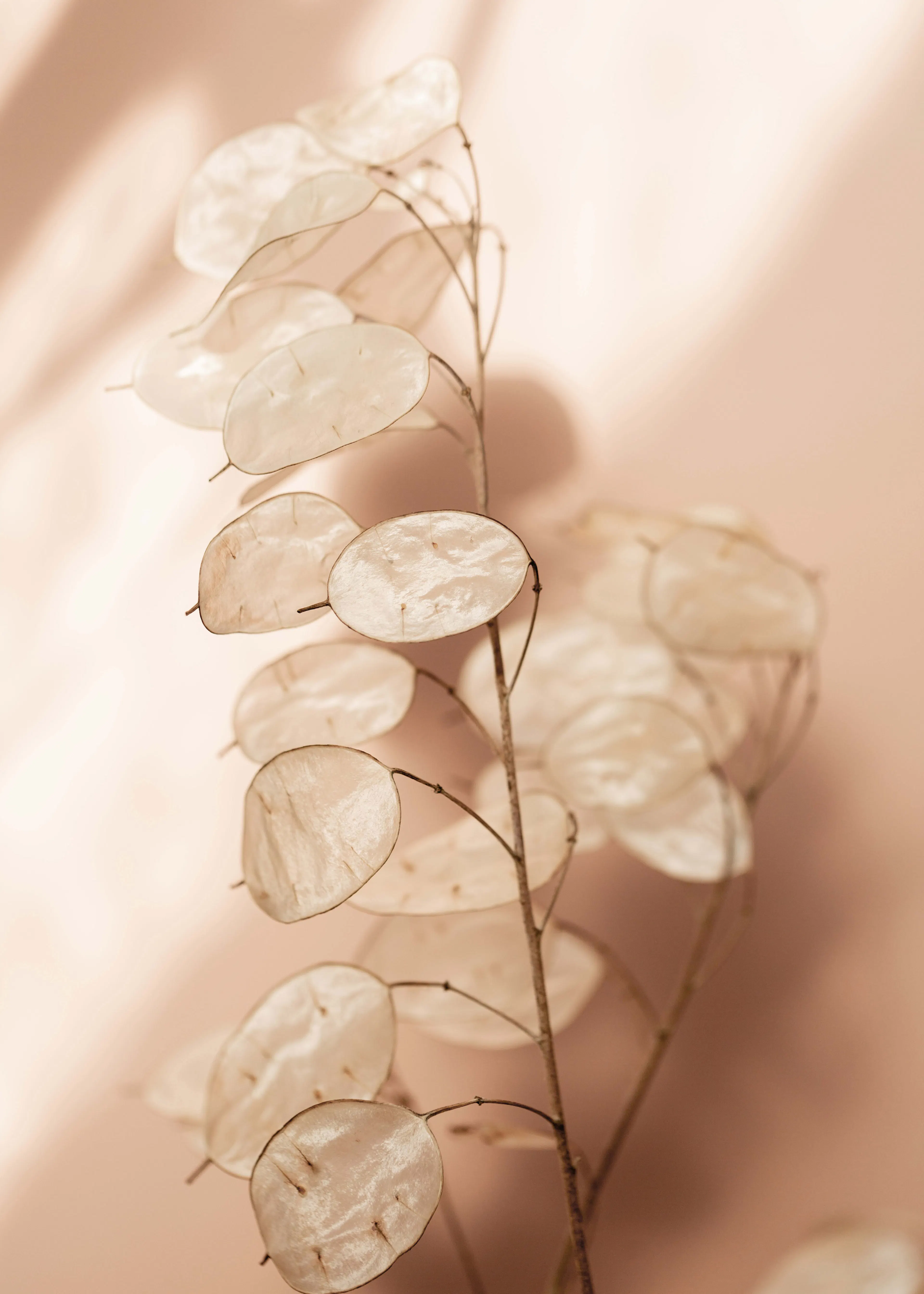 Delicate Light Poster 0