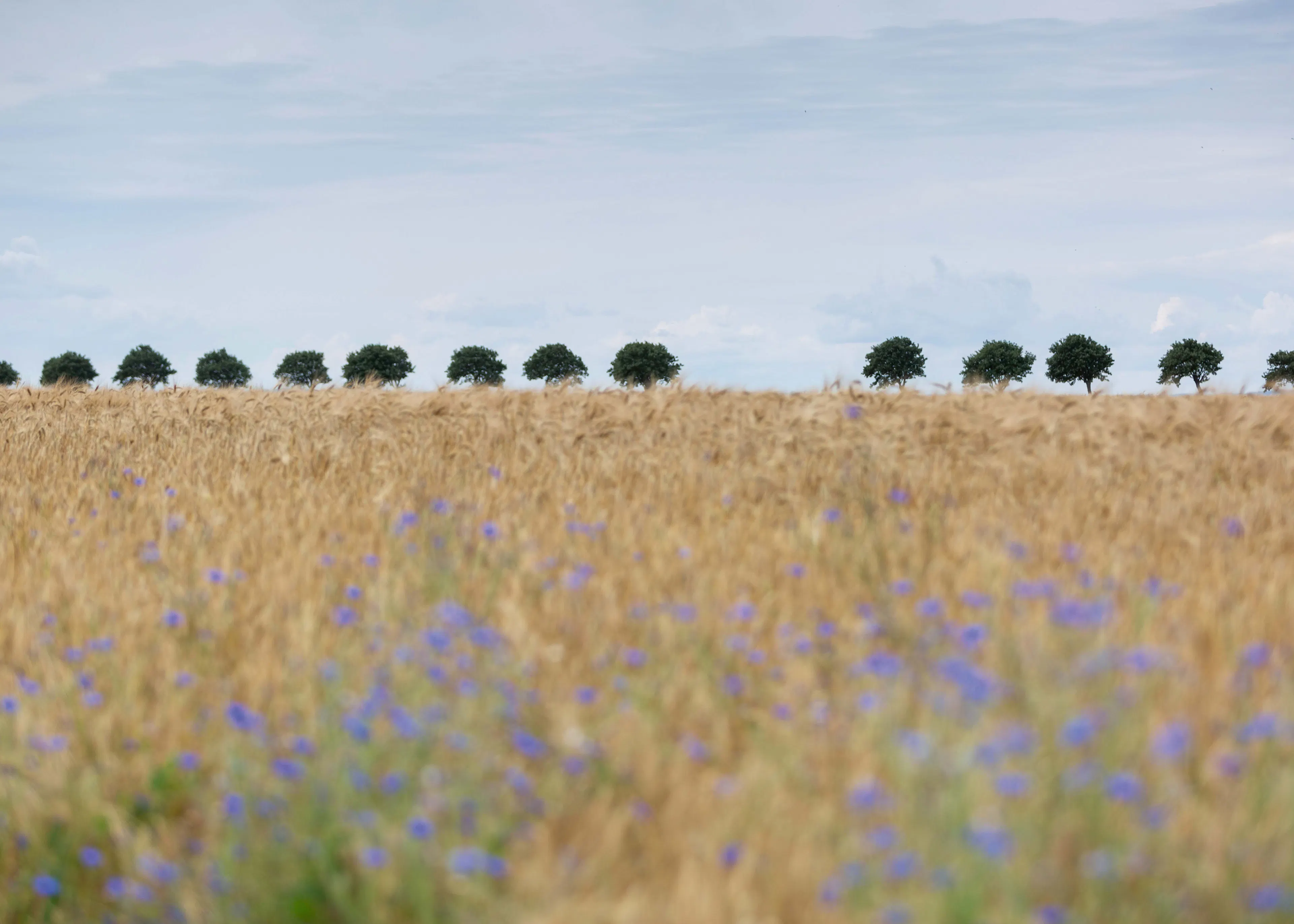 Endless Meadow Poster 0
