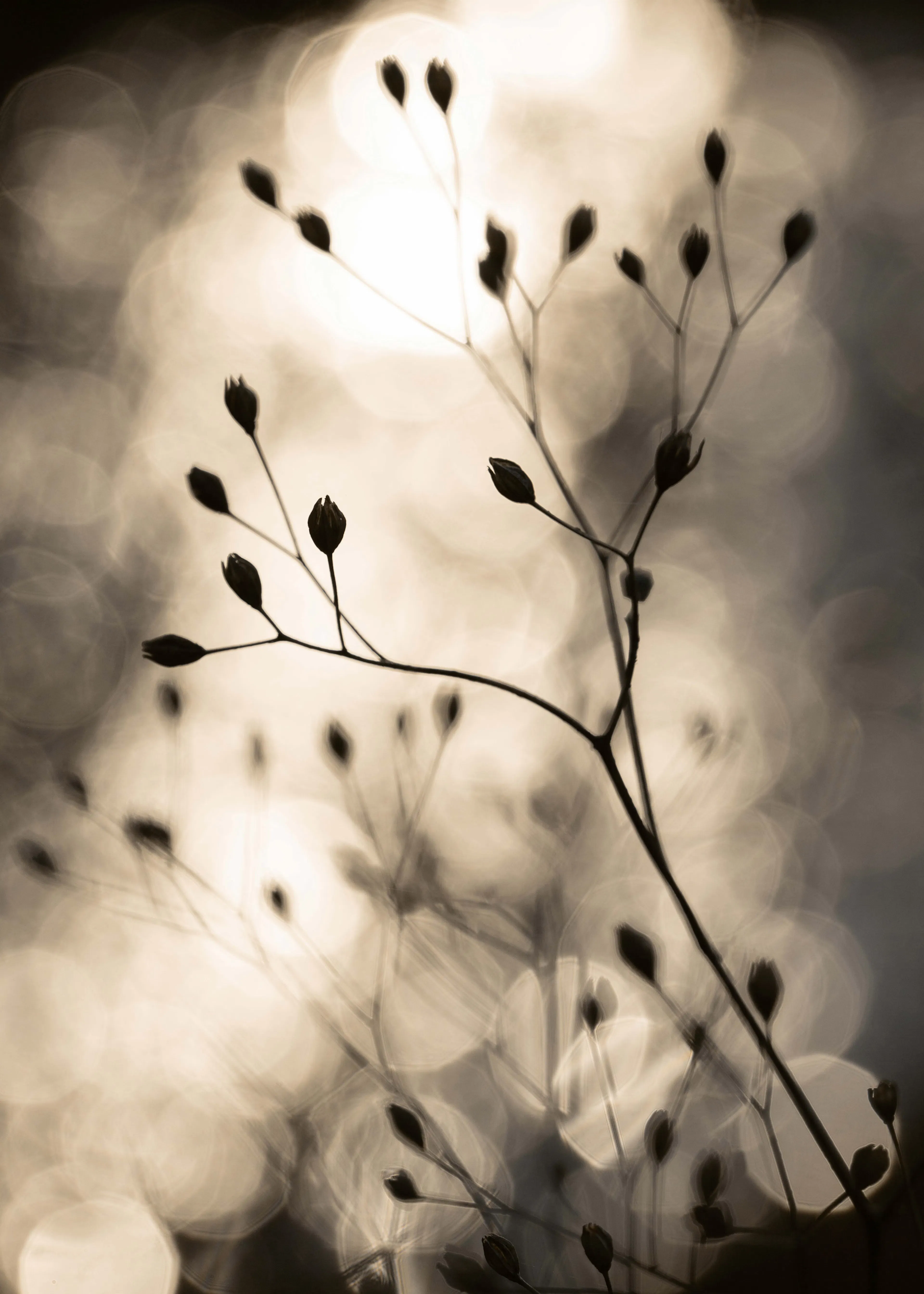 Silent Whispers Poster 0