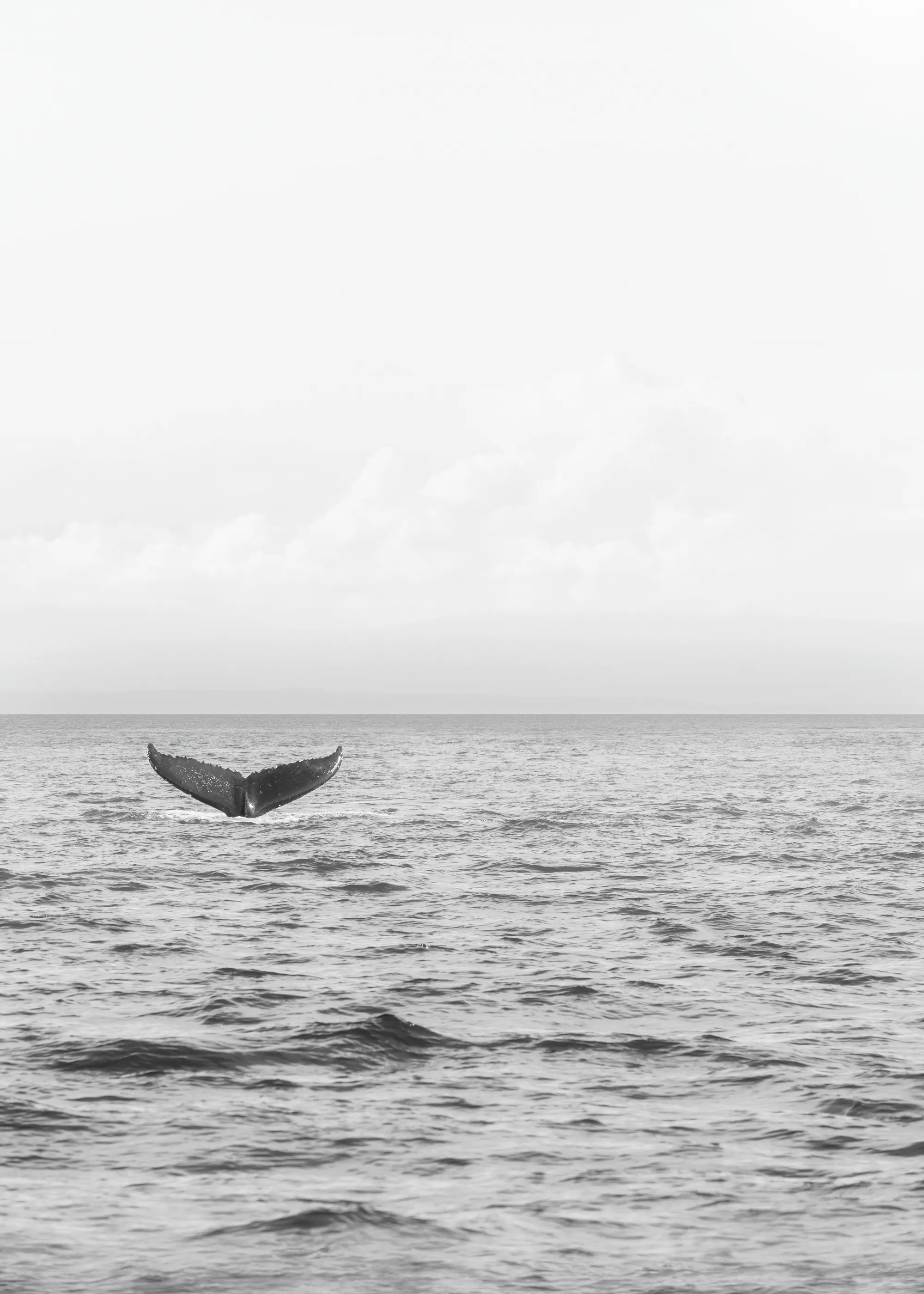 Gray Ocean Serenity Poster 0