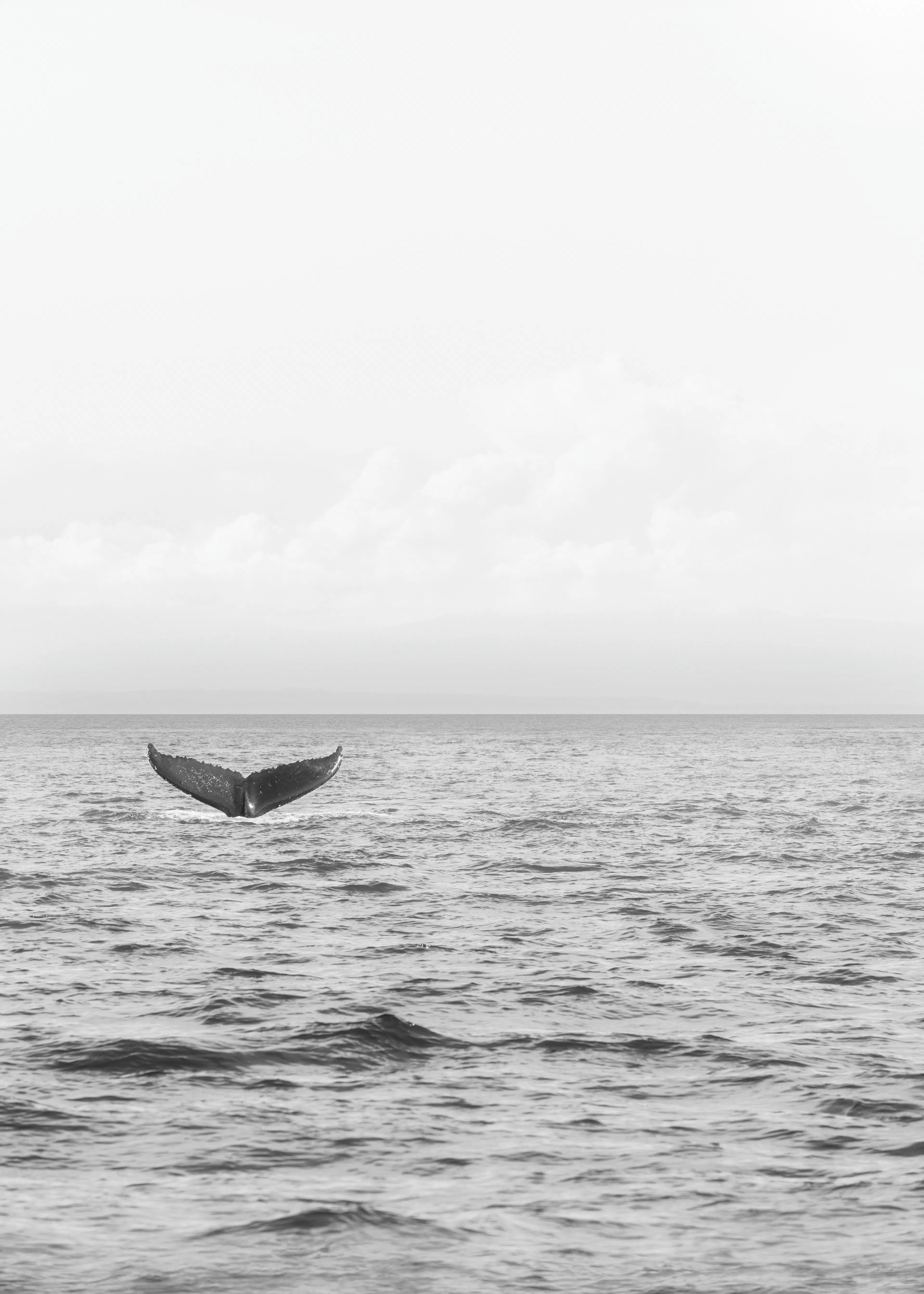 Gray Ocean Serenity Poster 0