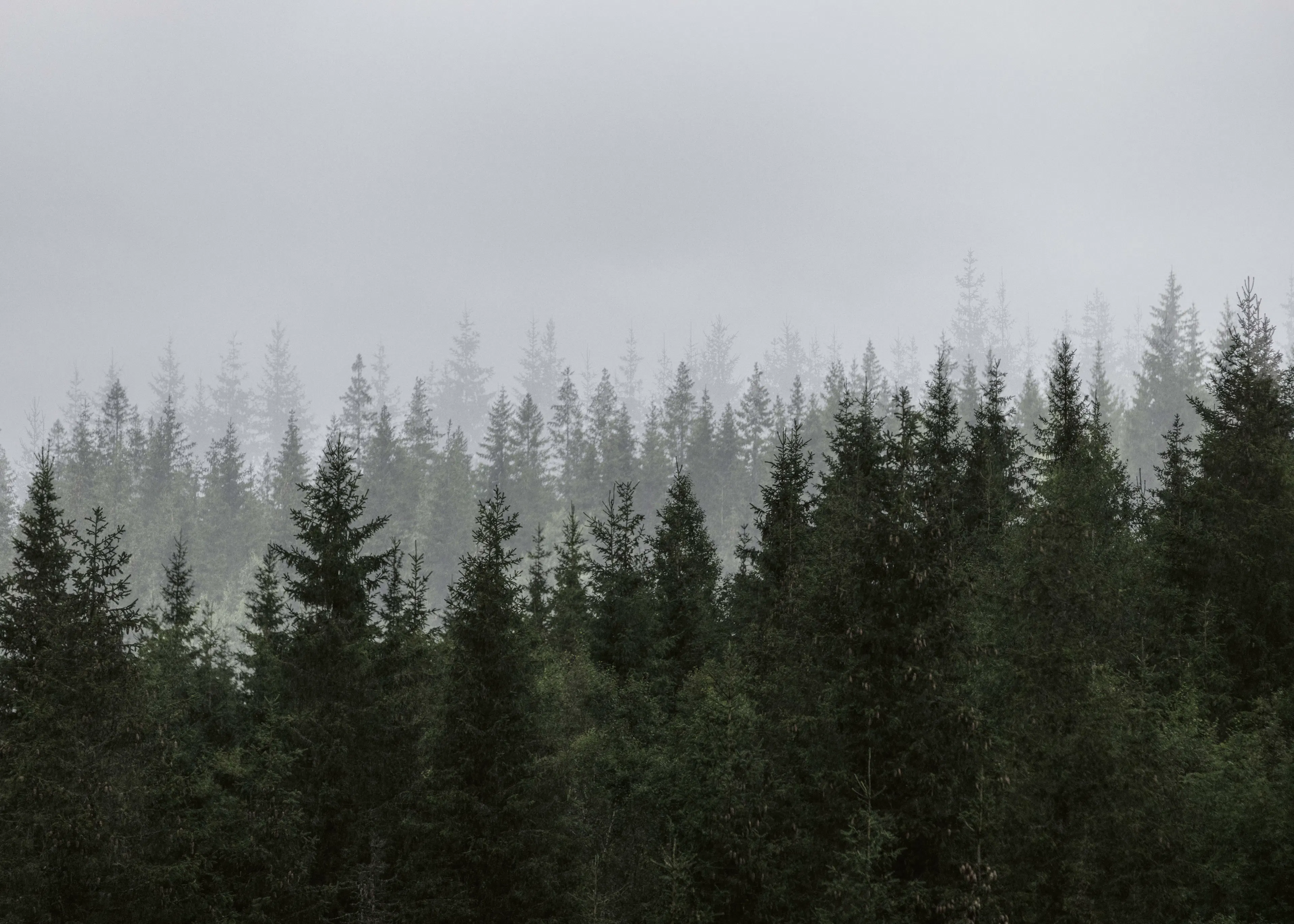 Pine Misty Forest Poster 0
