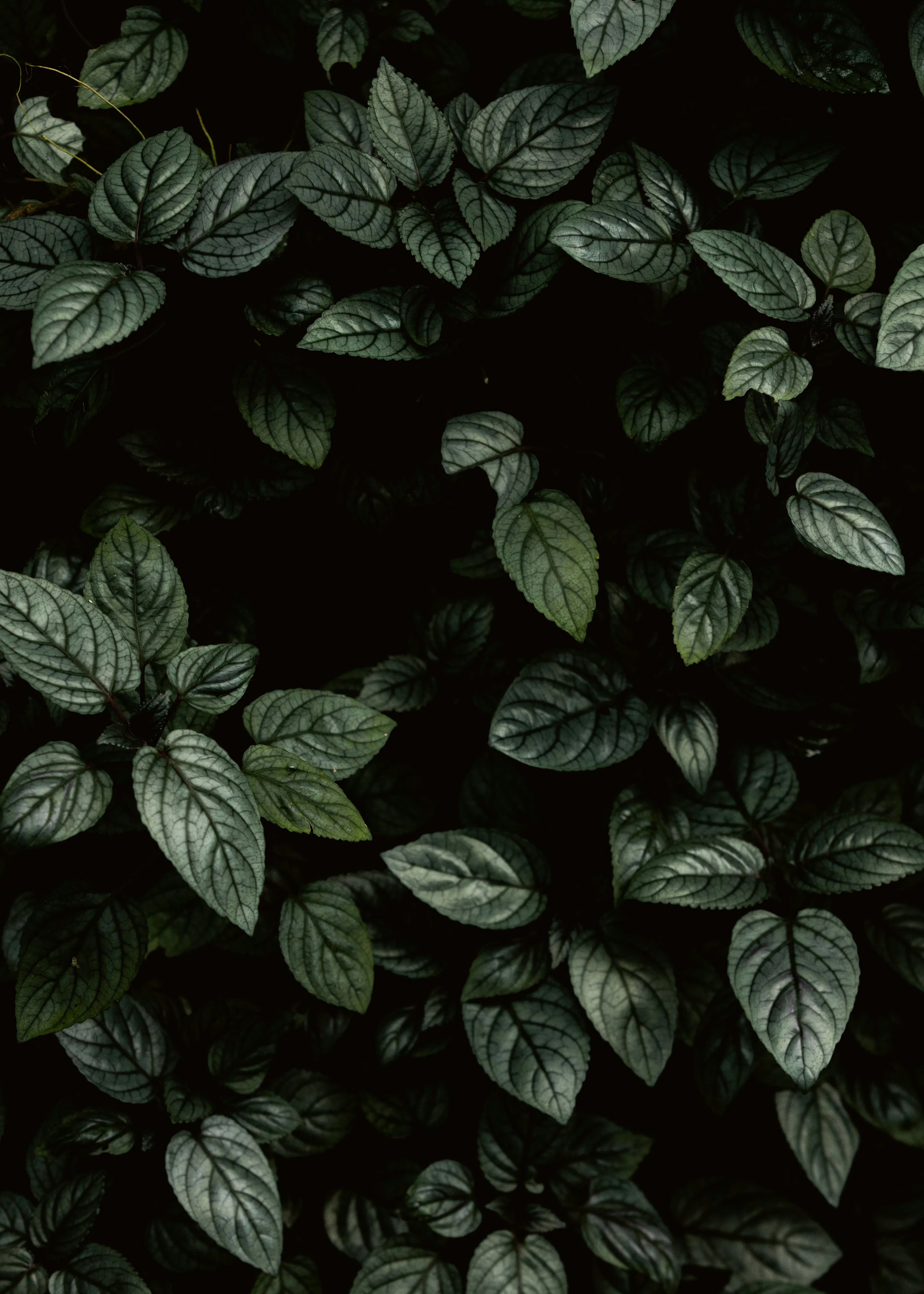 Dark Green Leaves Poster 0