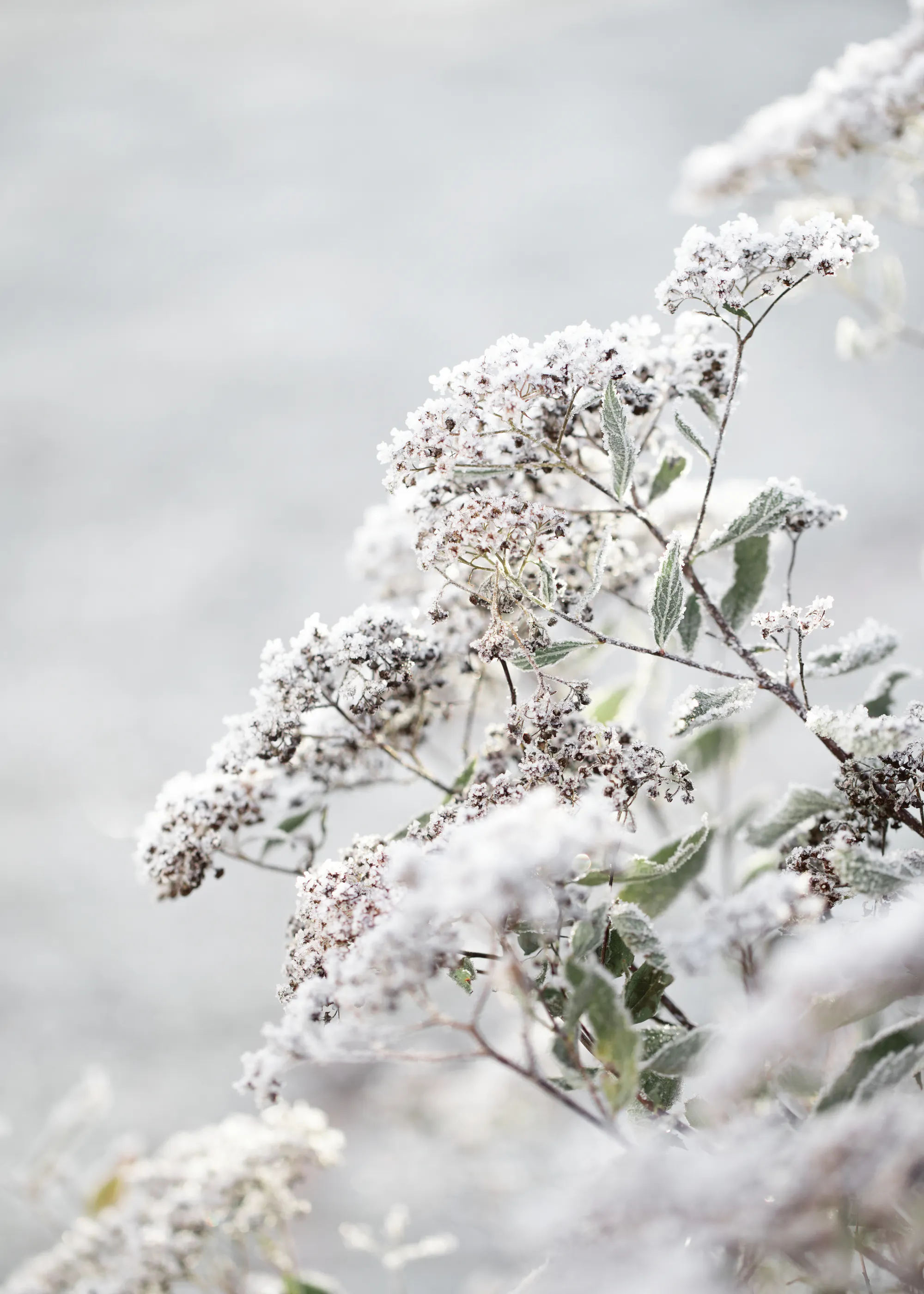 White Winter Bloom Poster 0