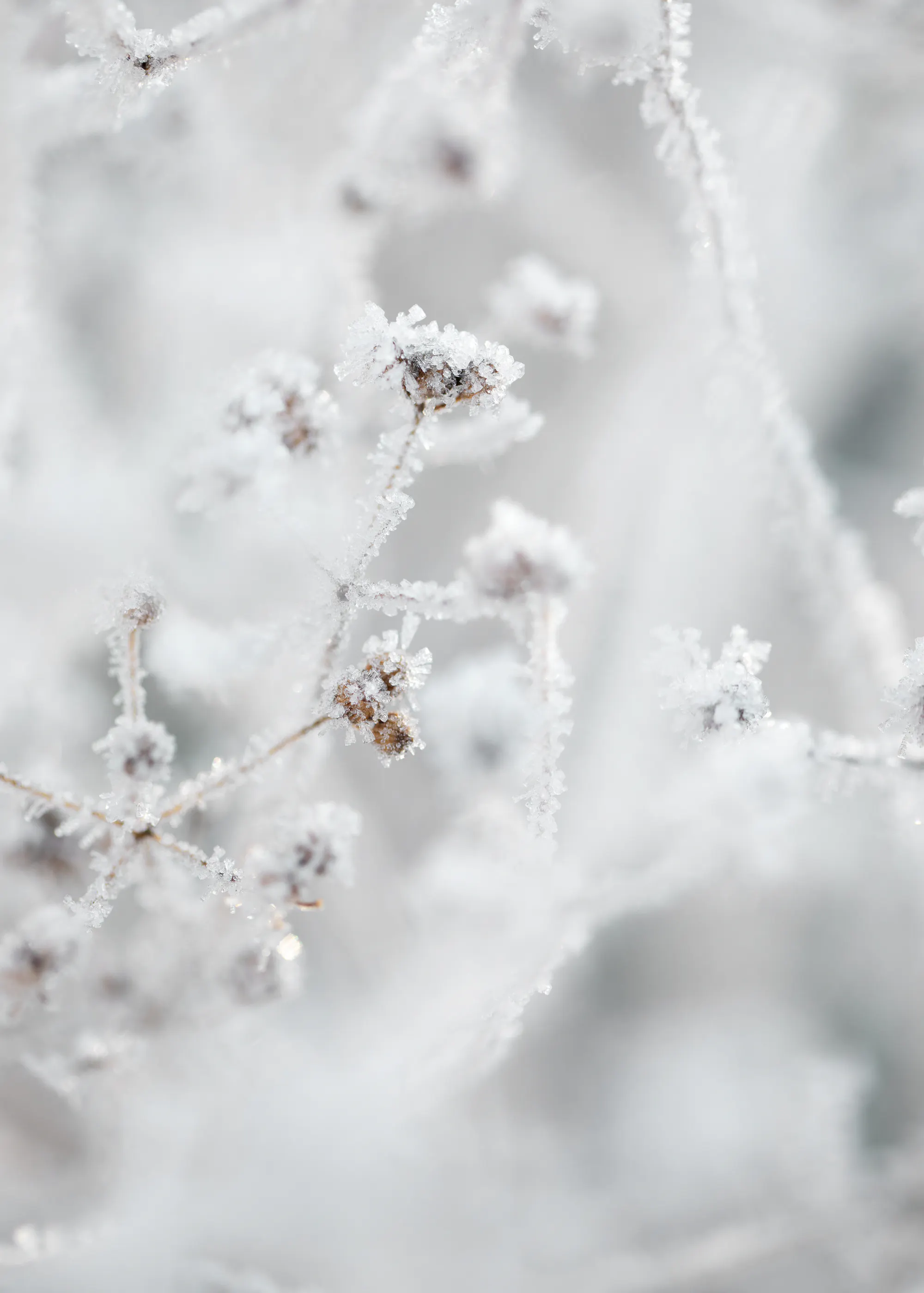 Frostige Stille Poster 0