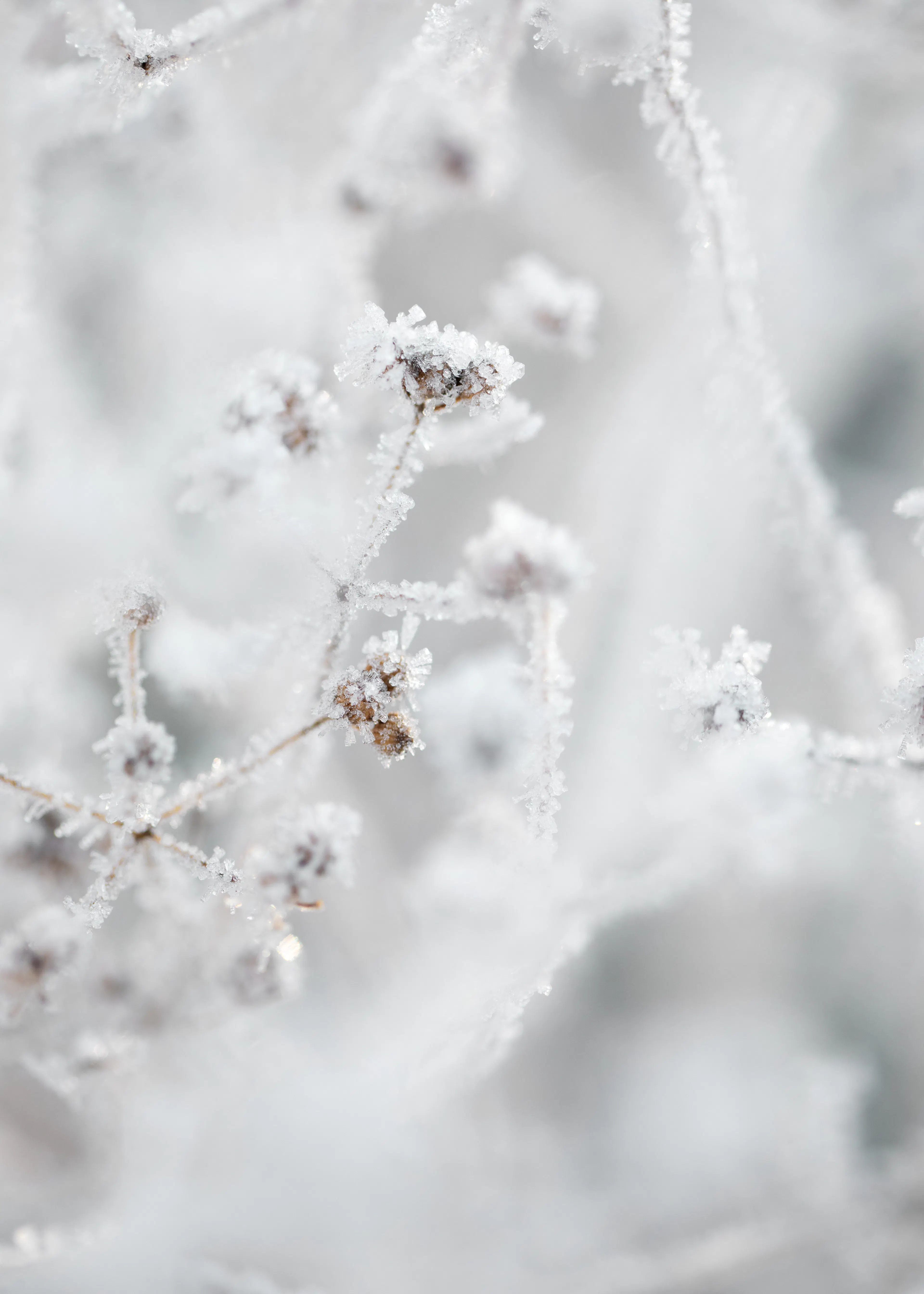 Frosted Serenity Poster 0