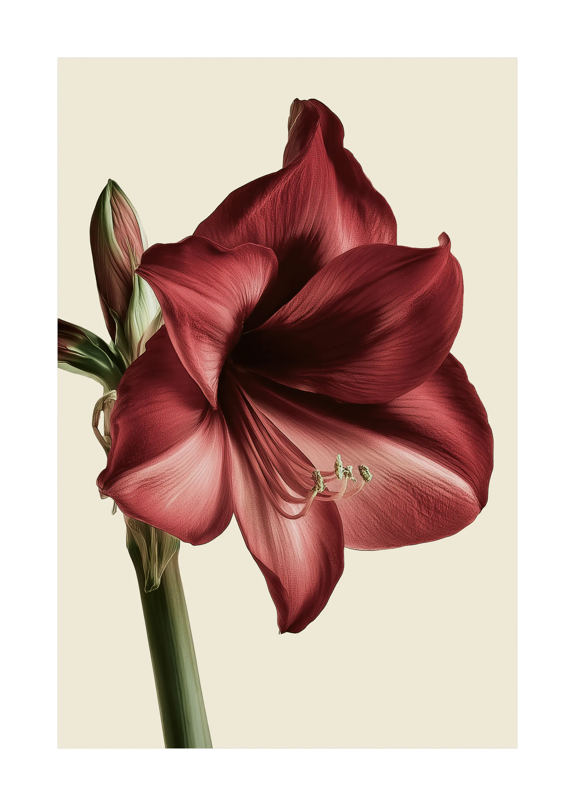 Eleganckie bordowe kwiaty Plakat 0