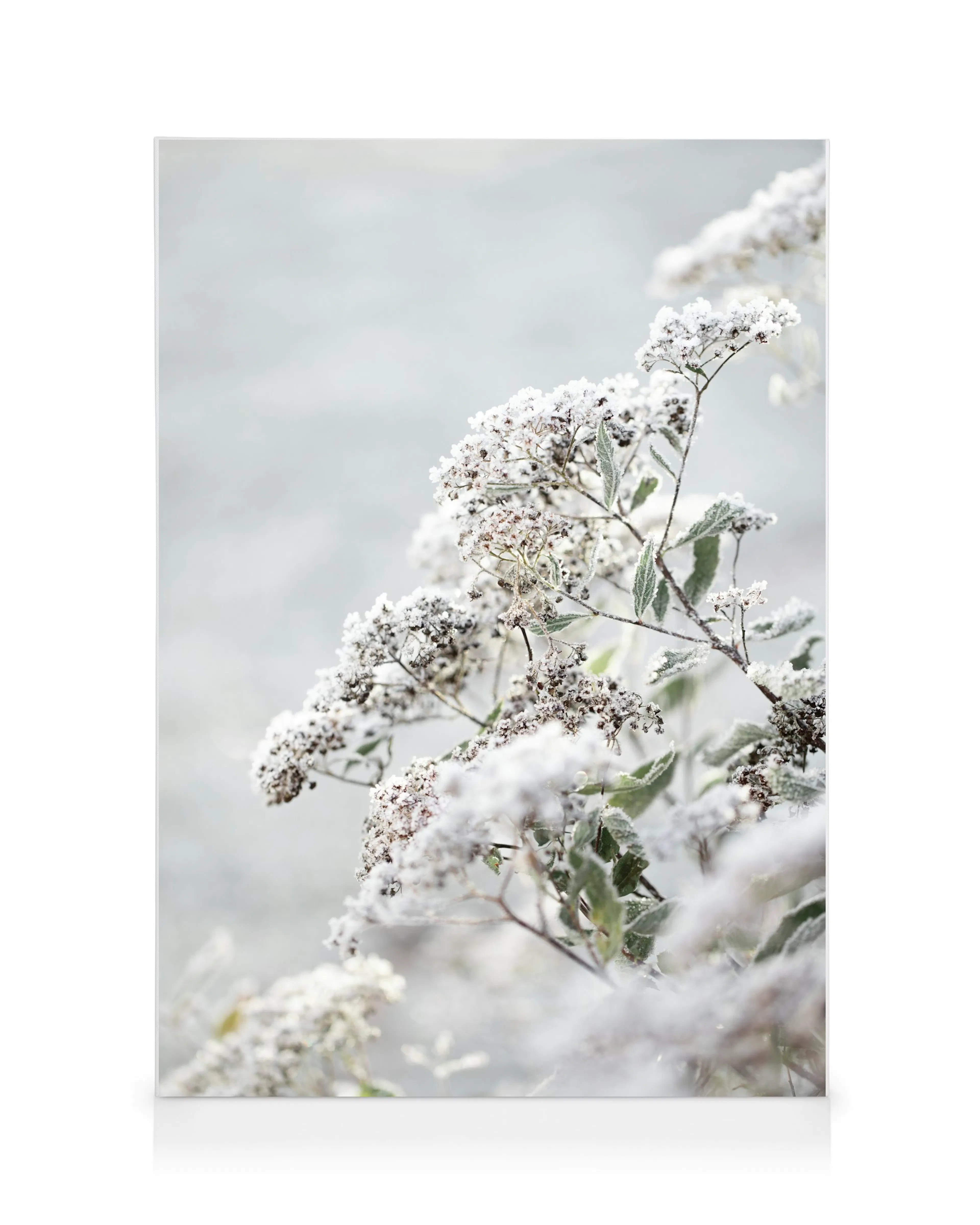 Weiße Winterblumen Leinwandbild 0