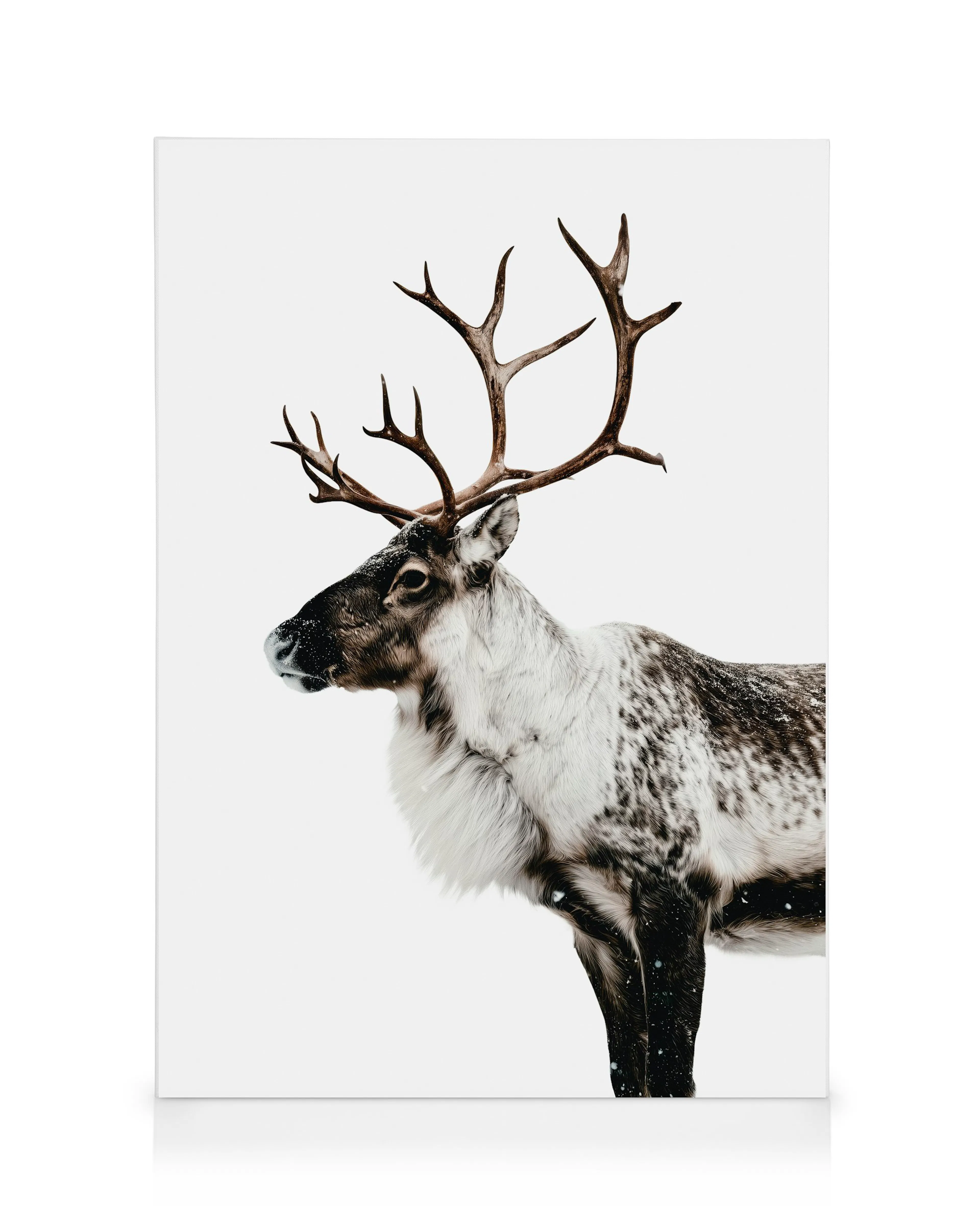 Majestätisches Rentier Leinwandbild 0