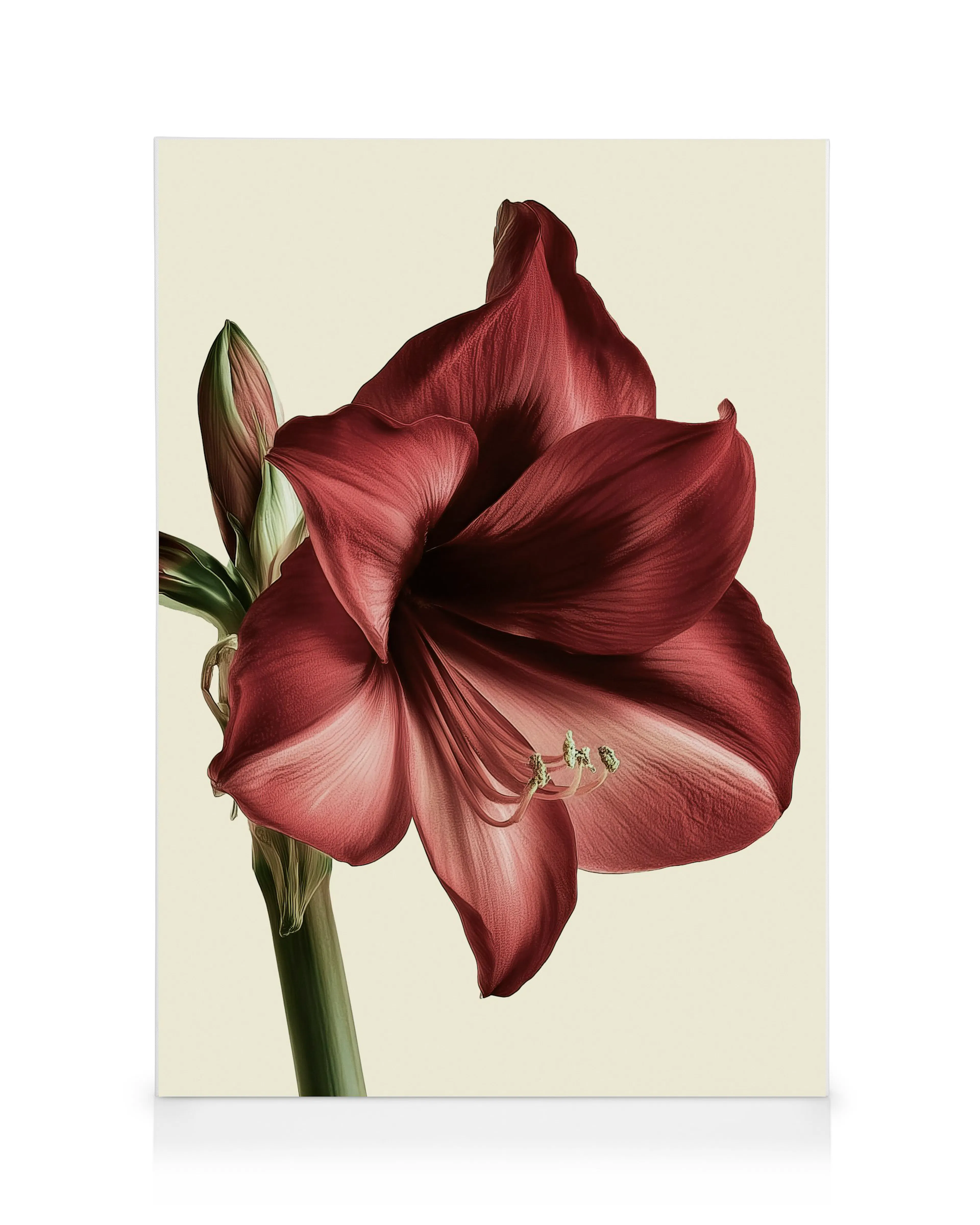 Elegante burgunderrote Blüte Leinwandbild 0